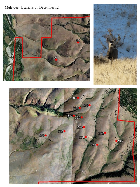 Elk Monitoring Update 12/16/11 MPG Ranch